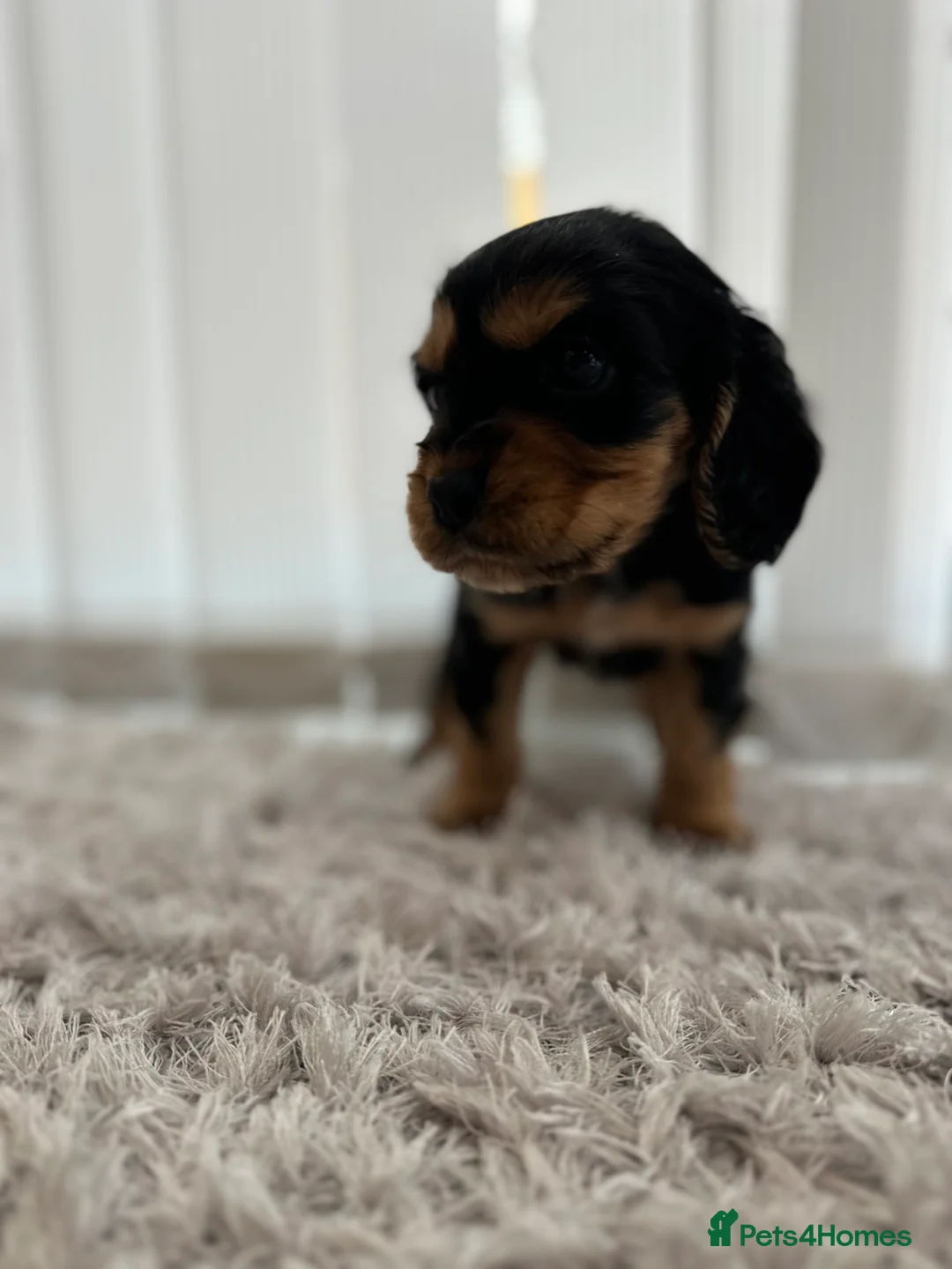Cockalier dogs for sale: Cocker Spaniel Cavalier King Charles Puppy puppies - Advert 15