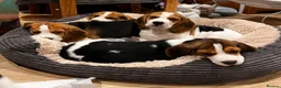 Beagle dogs for sale: DNA and KC registered beautiful puppies - Advert 10