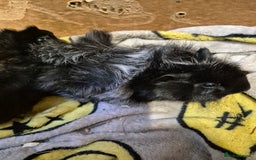 Guinea Pig rodents for sale: Pair of Bonded Baby Male Guinea Pigs For Sale  - Image 4