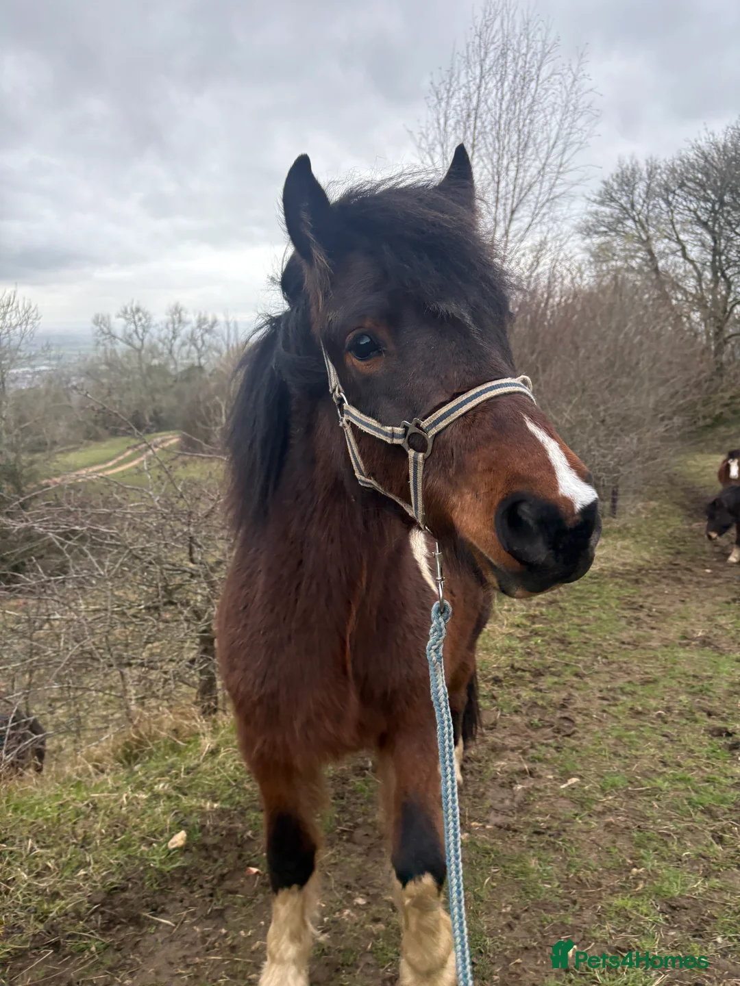 Dartmoor horses for sale: Handsome 3 year old gelding 12.2  - Advert 4