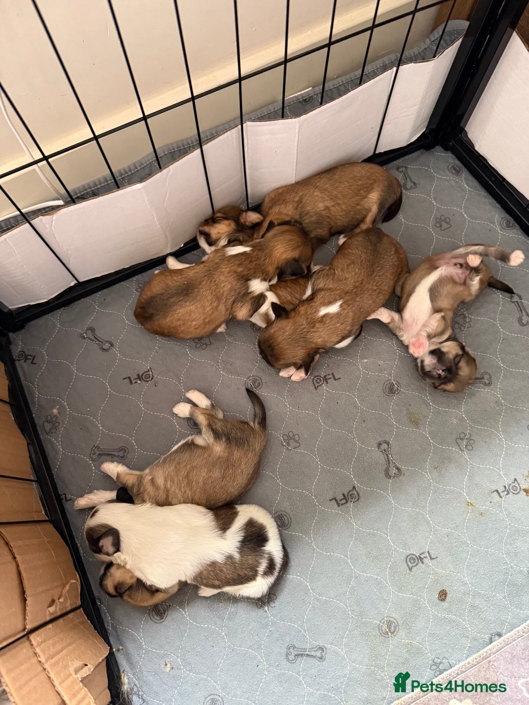Lhasa Apso dogs for sale: 6 beautiful Lhasa apsos  - Image 13