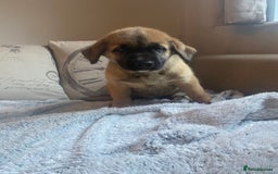 Mixed Breed dogs for sale: Cane corso X Alaskan malamute surprise litter  - Image 31