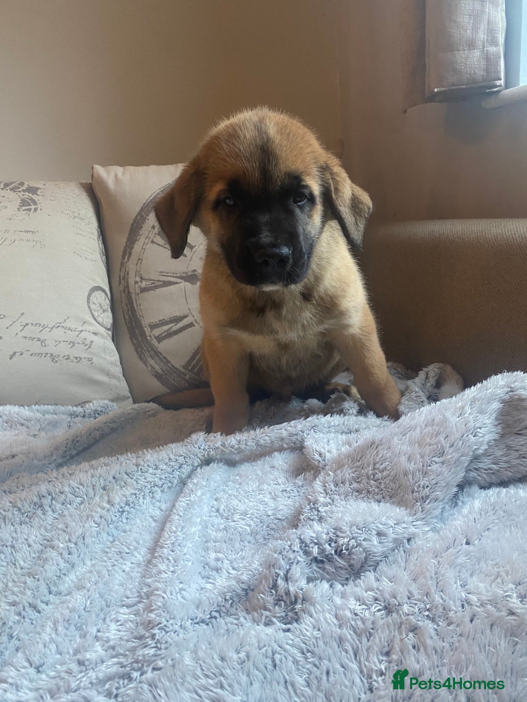Mixed Breed dogs for sale: Cane corso X Alaskan malamute surprise litter  - Image 31