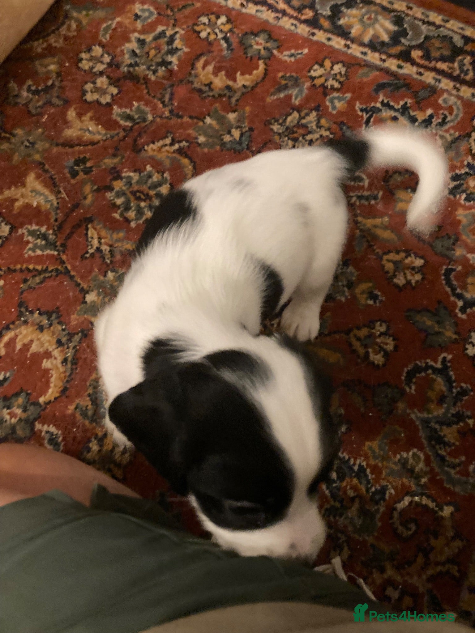 Sprocker dogs 8 beautiful healthy friendly little Sprocker pups - Advert 2