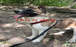 Akita dogs for sale: American Akita Puppies for Sale 🐾 - Image 4