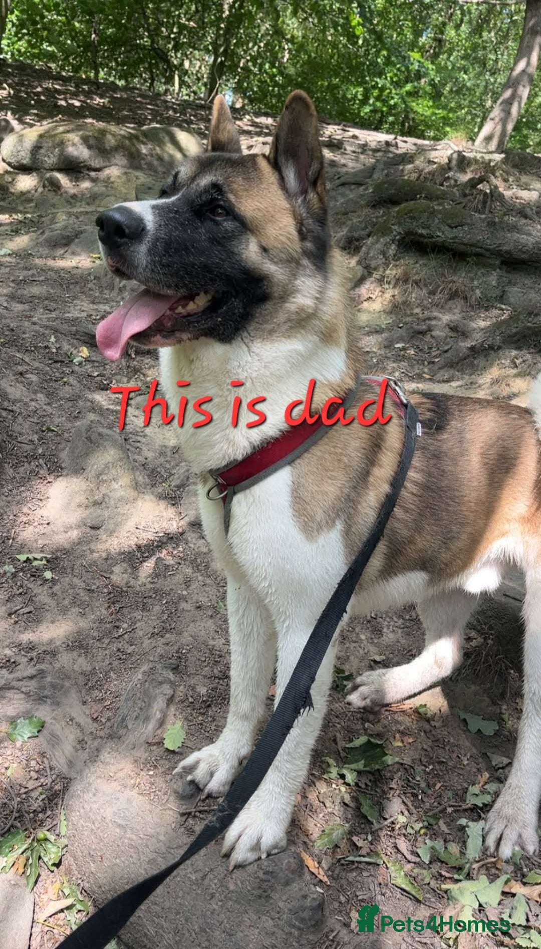 Akita dogs for sale: American Akita Puppies for Sale 🐾 - Image 4
