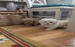 Maltipoo dogs for sale: Stunning Maltipoo Puppies  - Image 10