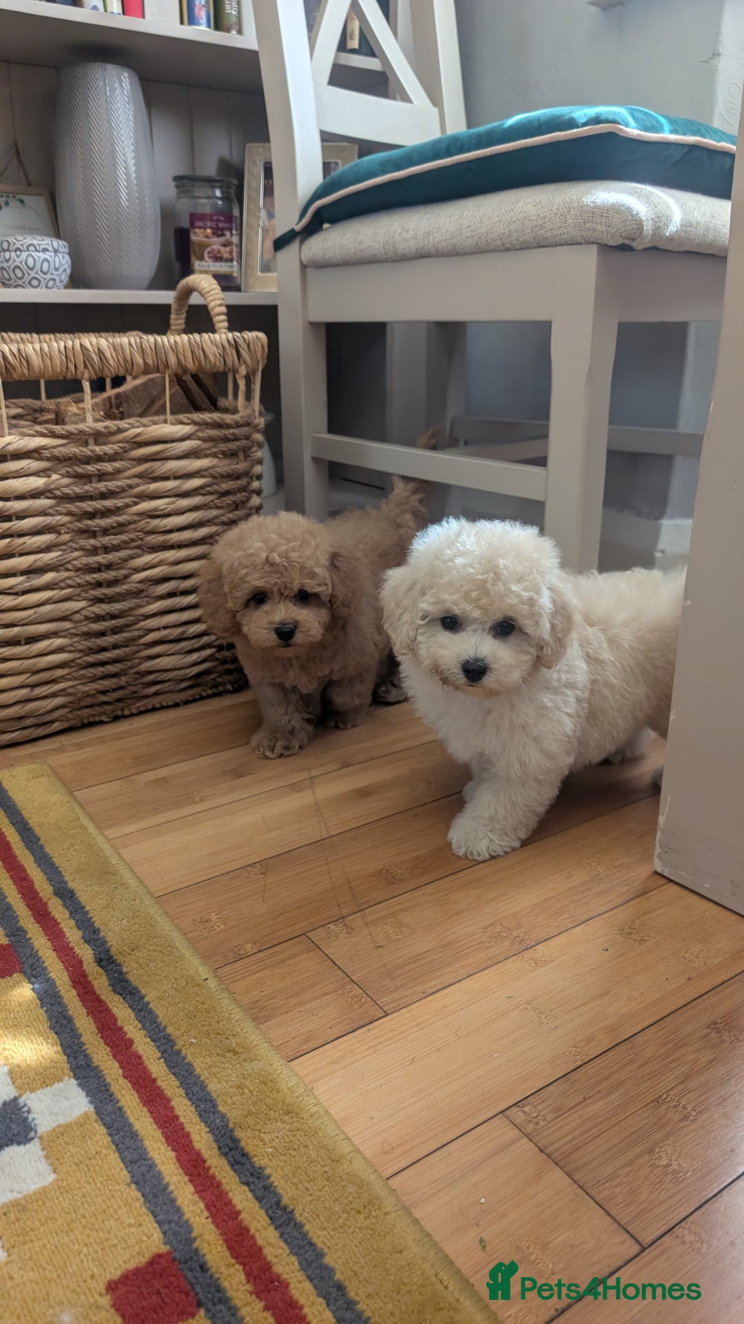 Maltipoo dogs for sale: Stunning Maltipoo Puppies  - Image 10