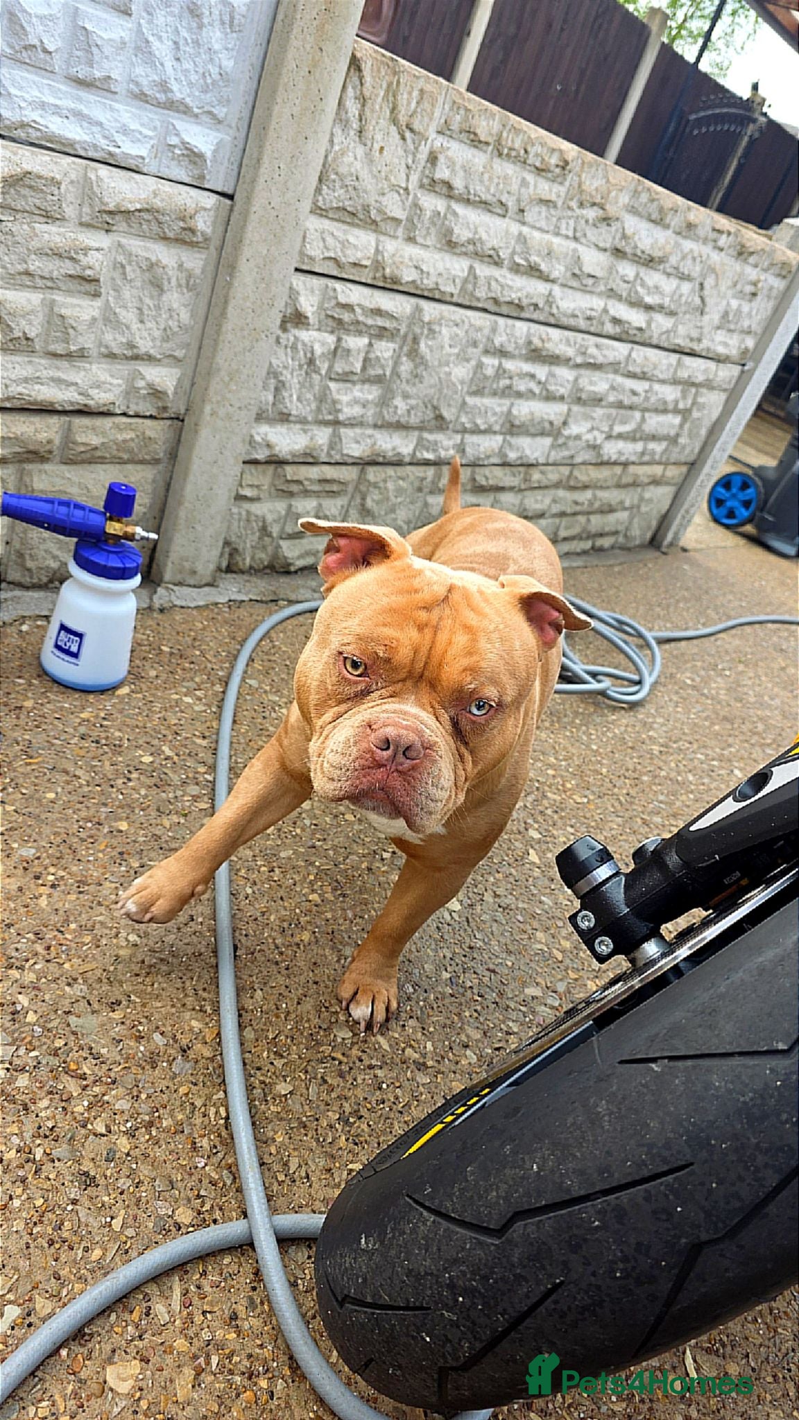 American Bully dogs Bully for stud - Advert 6