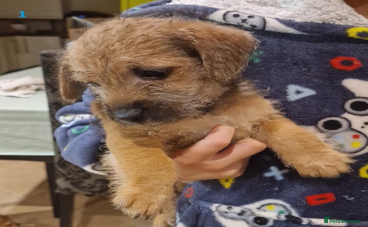 Mixed Breed dogs - Advert 6