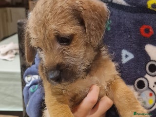 Mixed Breed dogs - Advert 20