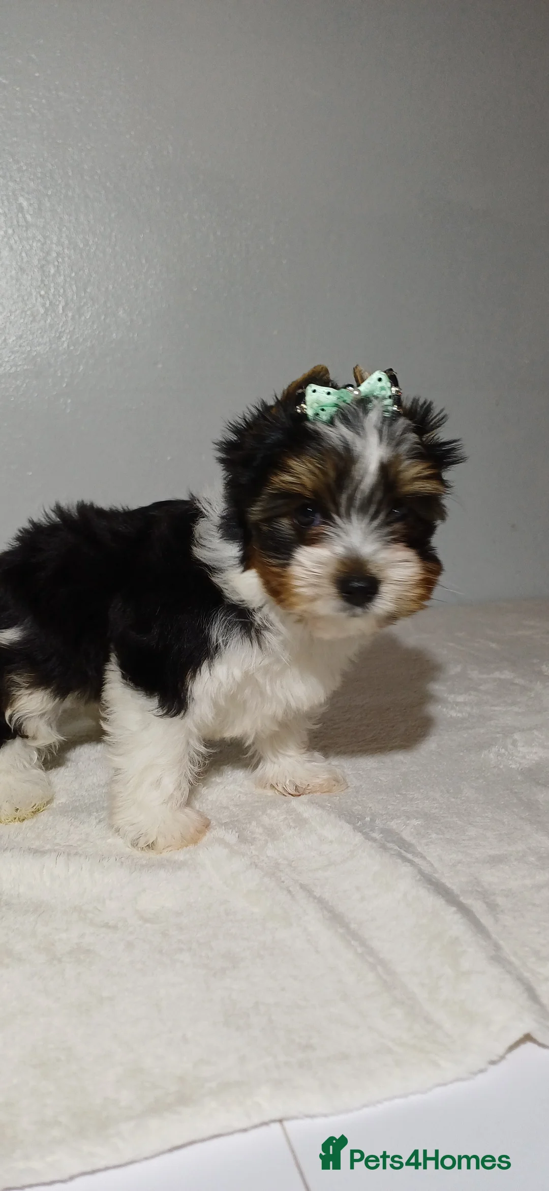 Yorkshire Terrier dogs for sale: 100% Biewer yorkshire-terrier Pedigree  - Advert 31