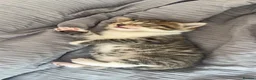 Mixed Breed cats for sale: 3 lovely little kittens  - Advert 19