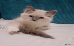 Ragdoll cats for sale: Original purebred Ragdoll kittens.Girl and boy. - Image 22
