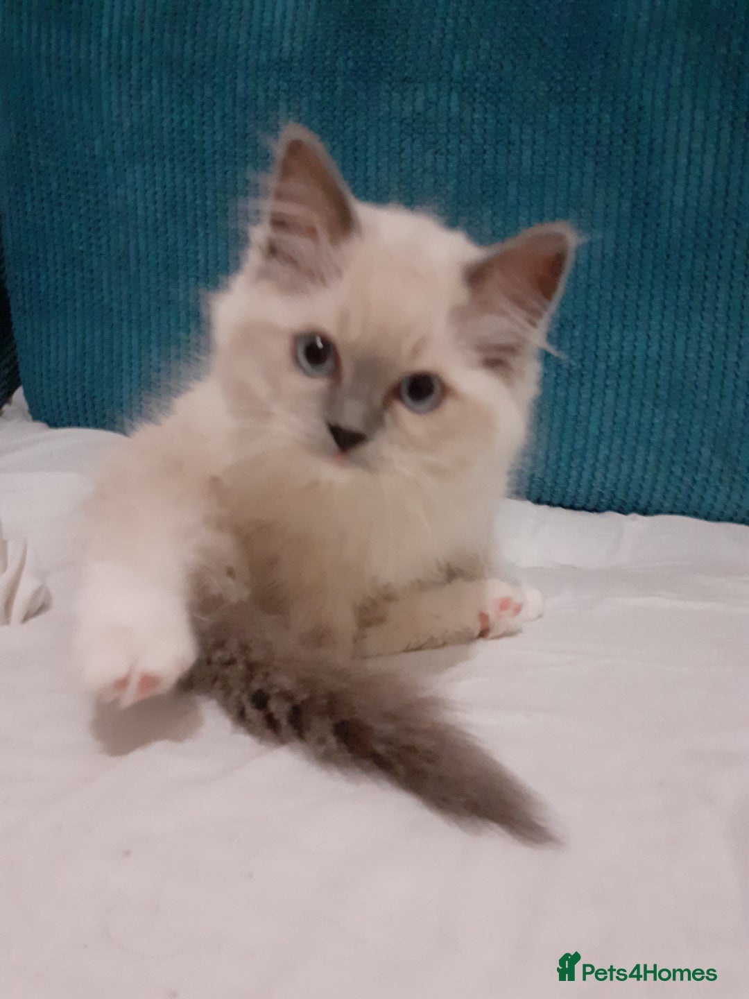 Ragdoll cats for sale: Original purebred Ragdoll kittens.Girl and boy. - Image 22