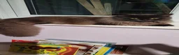 Norwegian Forest Cat cats for sale: Lovely Norwegian Forest cat  - Advert 1
