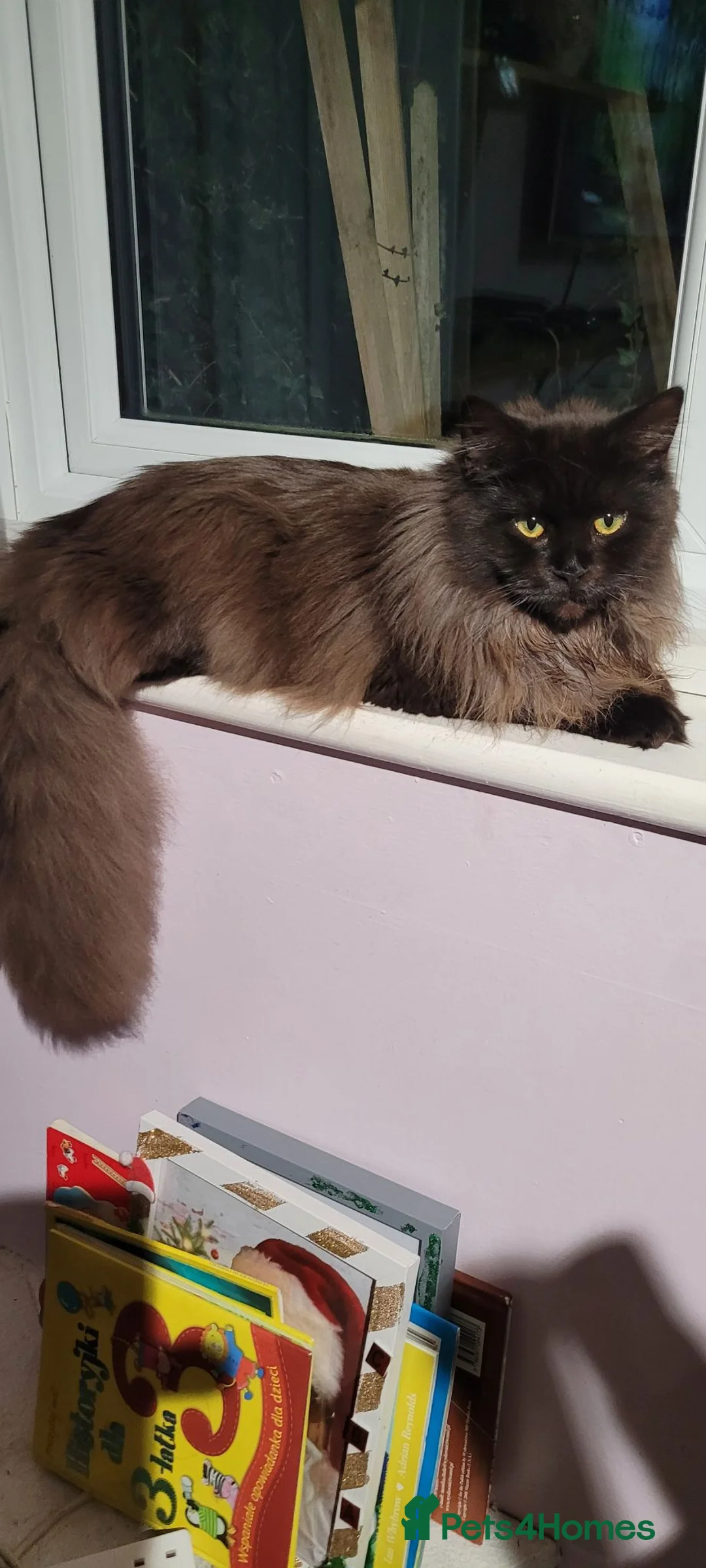Norwegian Forest Cat cats for sale: Lovely Norwegian Forest cat  - Advert 1
