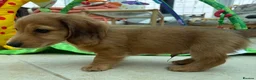 Miniature Dachshund dogs for sale: Minature dachshund ready now - Advert 13