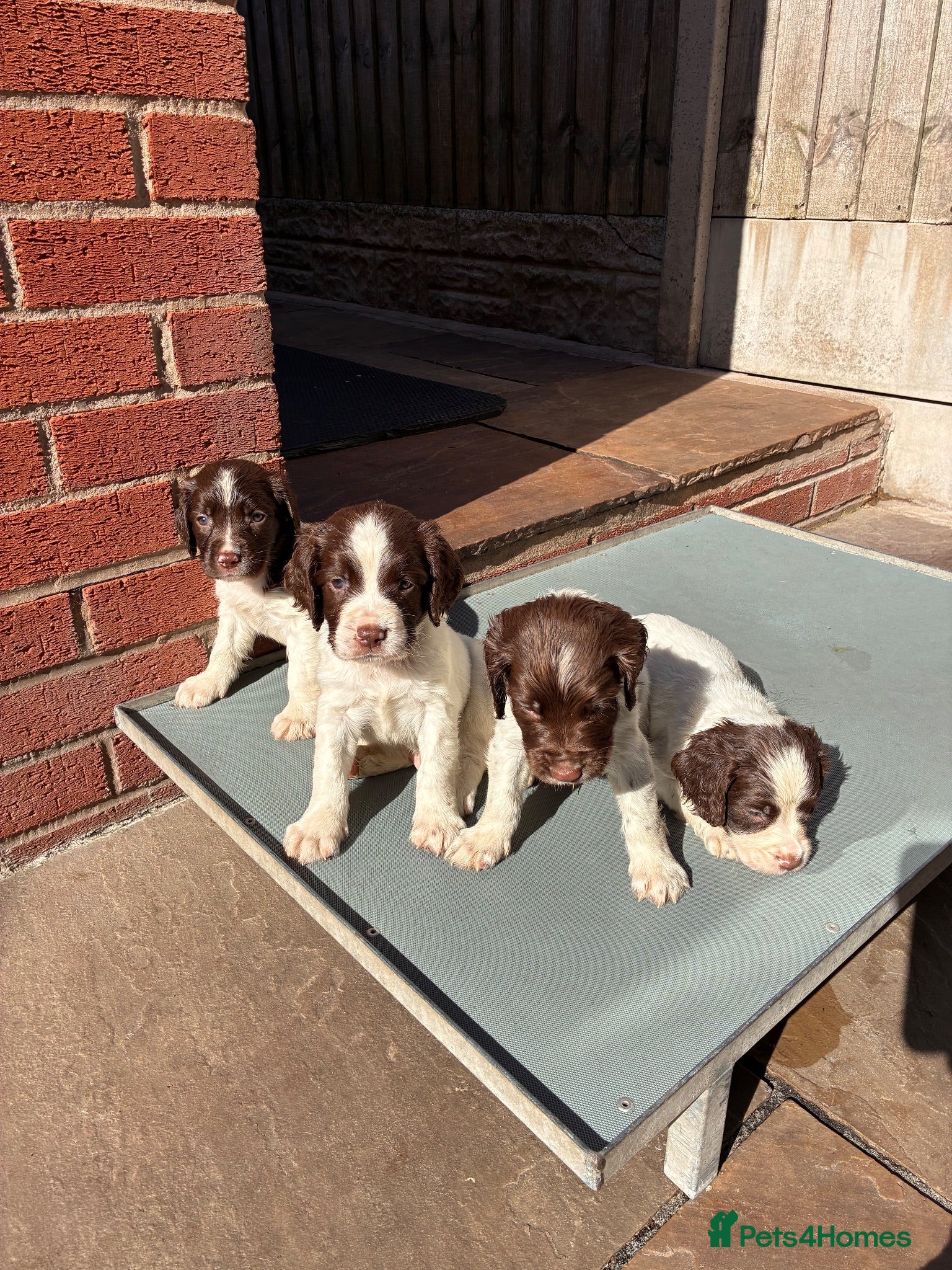 English Springer Spaniel dogs FTCH Sired Springer Spaniel Puppies - Advert 4
