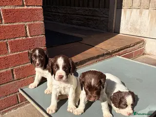 English Springer Spaniel dogs FTCH Sired Springer Spaniel Puppies - Advert 4