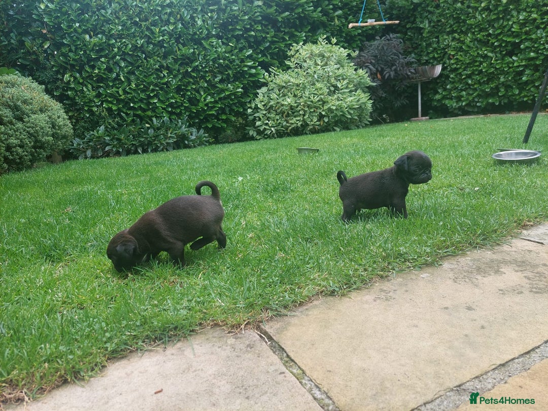 Pug dogs for sale: Pure pugs  - Image 8