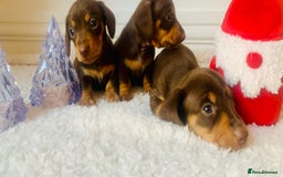 Miniature Dachshund dogs for sale: Pra clear miniature dachshunds - Image 3