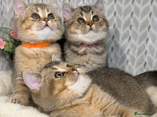 British Shorthair cats British shorthair Golden kittens TICA - Advert 11