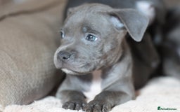 Staffordshire Bull Terrier dogs for sale: Beautiful staffy puppies - Image 2