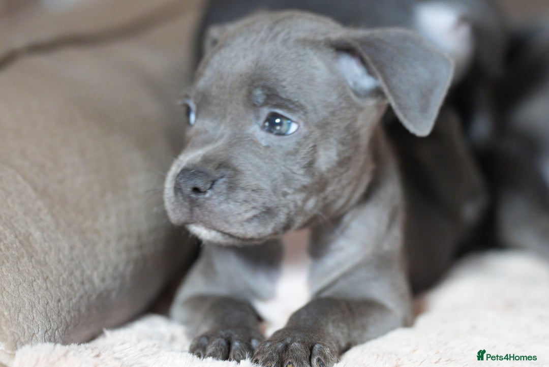Staffordshire Bull Terrier dogs for sale: Beautiful staffy puppies - Image 2