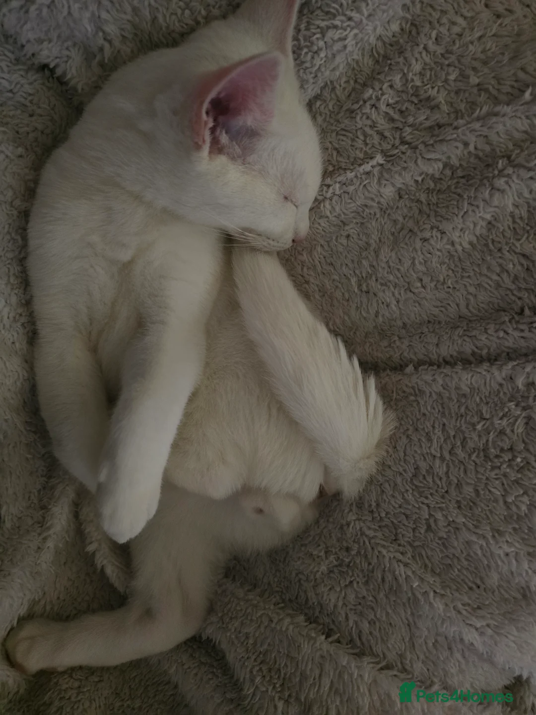 Domestic Shorthair cats for sale: Deaf white kitten - Advert 1