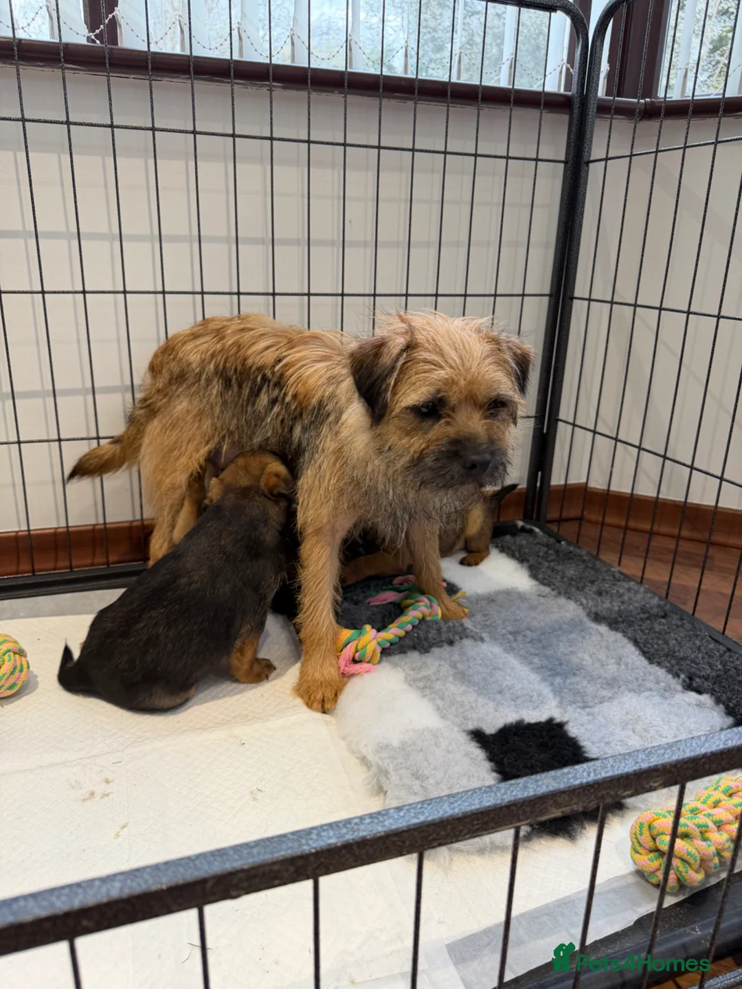 Border Terrier dogs for sale: Border Terrier Puppies For Sale  in Tonbridge - Advert 10