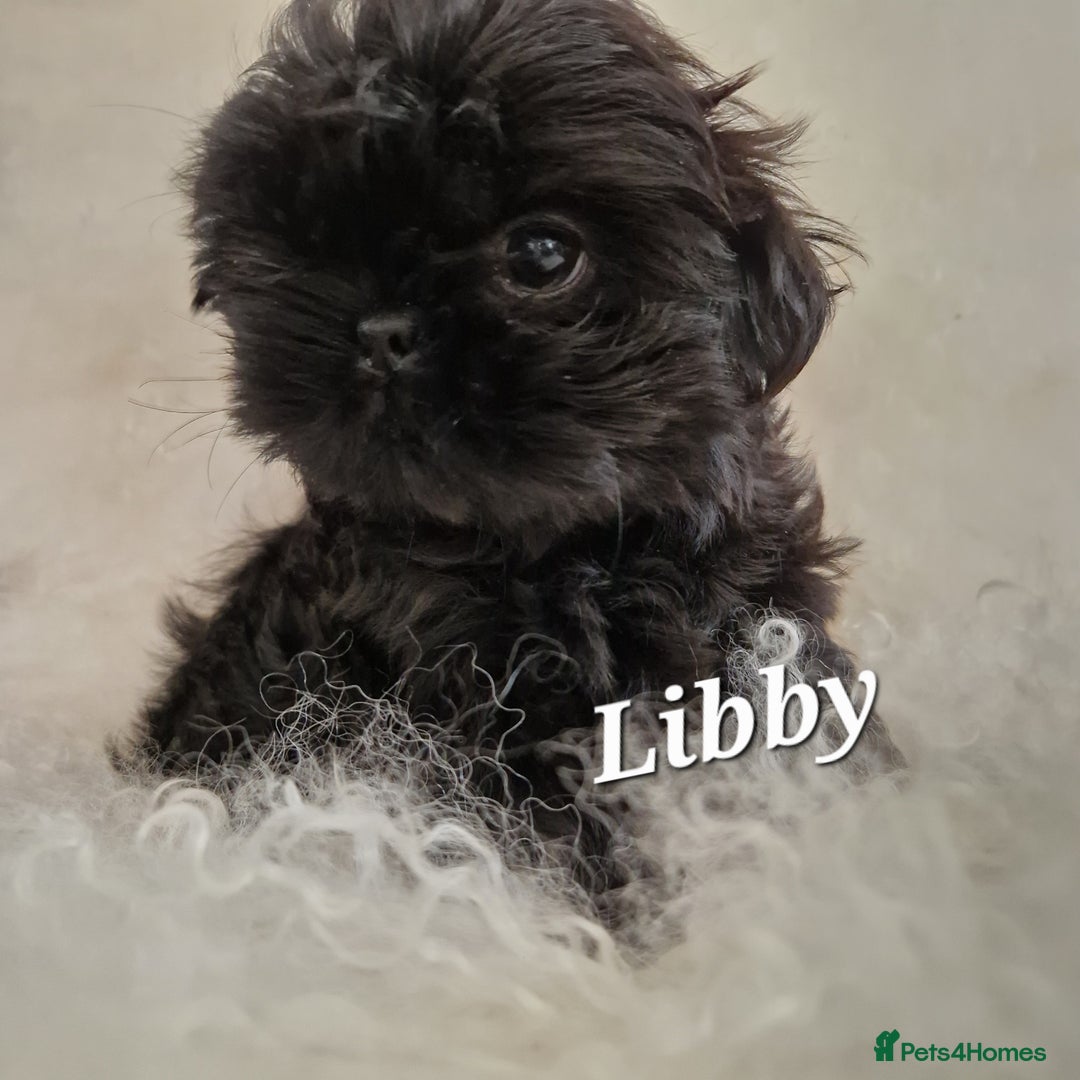 Shih Tzu dogs for sale: 4 Adorable Shih Tzu pups  - Image 5