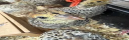 Quail poultry for sale: Jumbo Japanese Coturnix Quail  - Advert 4