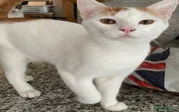 Mixed Breed cats for sale: Marvin & Dexter  - Image 2