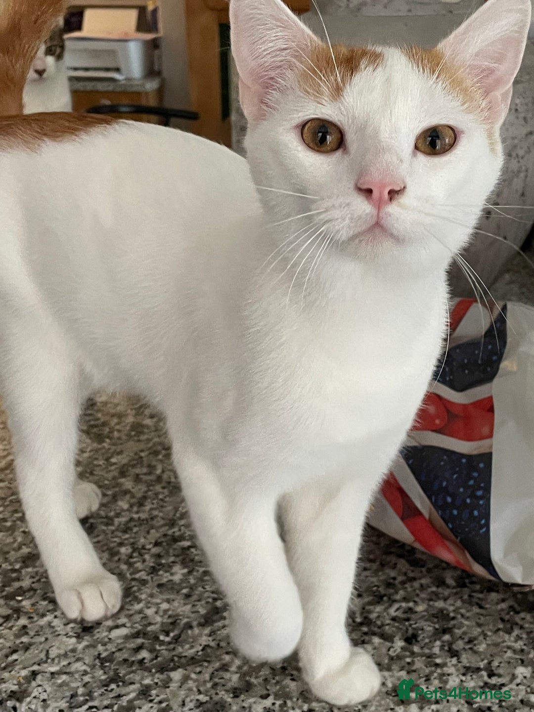 Mixed Breed cats for sale: Marvin & Dexter  - Image 2