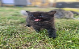Mixed Breed cats for sale: Mainecoon and british shorthair mix  - Image 4