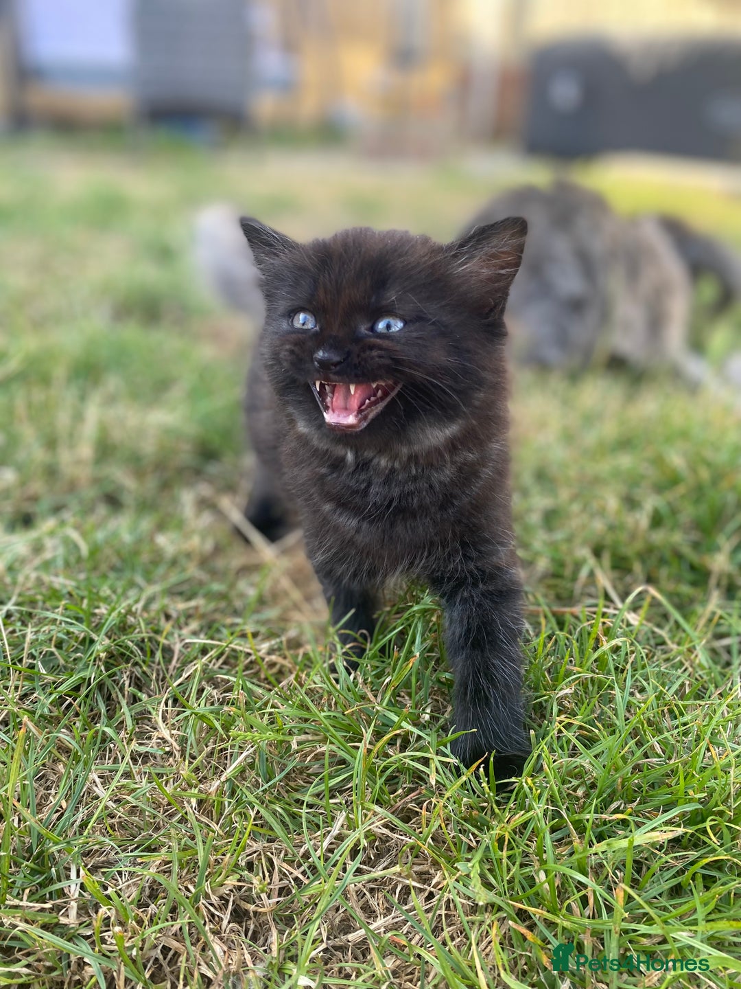 Mixed Breed cats for sale: Mainecoon and british shorthair mix  - Image 4