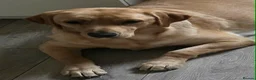 Goldador dogs for sale: Adorable Goldadors waiting for new homes !! - Advert 21
