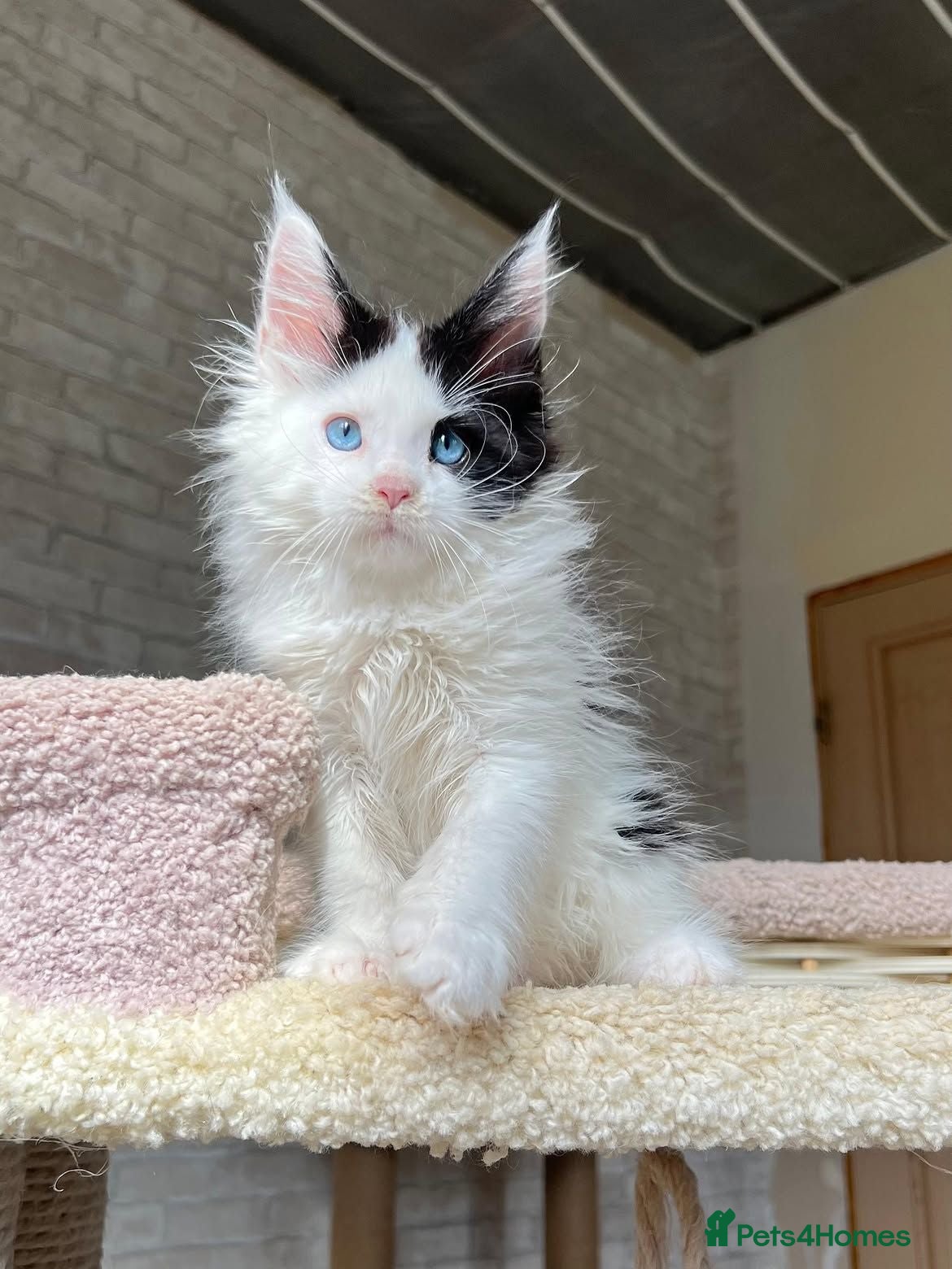Maine Coon cats PureBred maine coon kittens - Advert 6