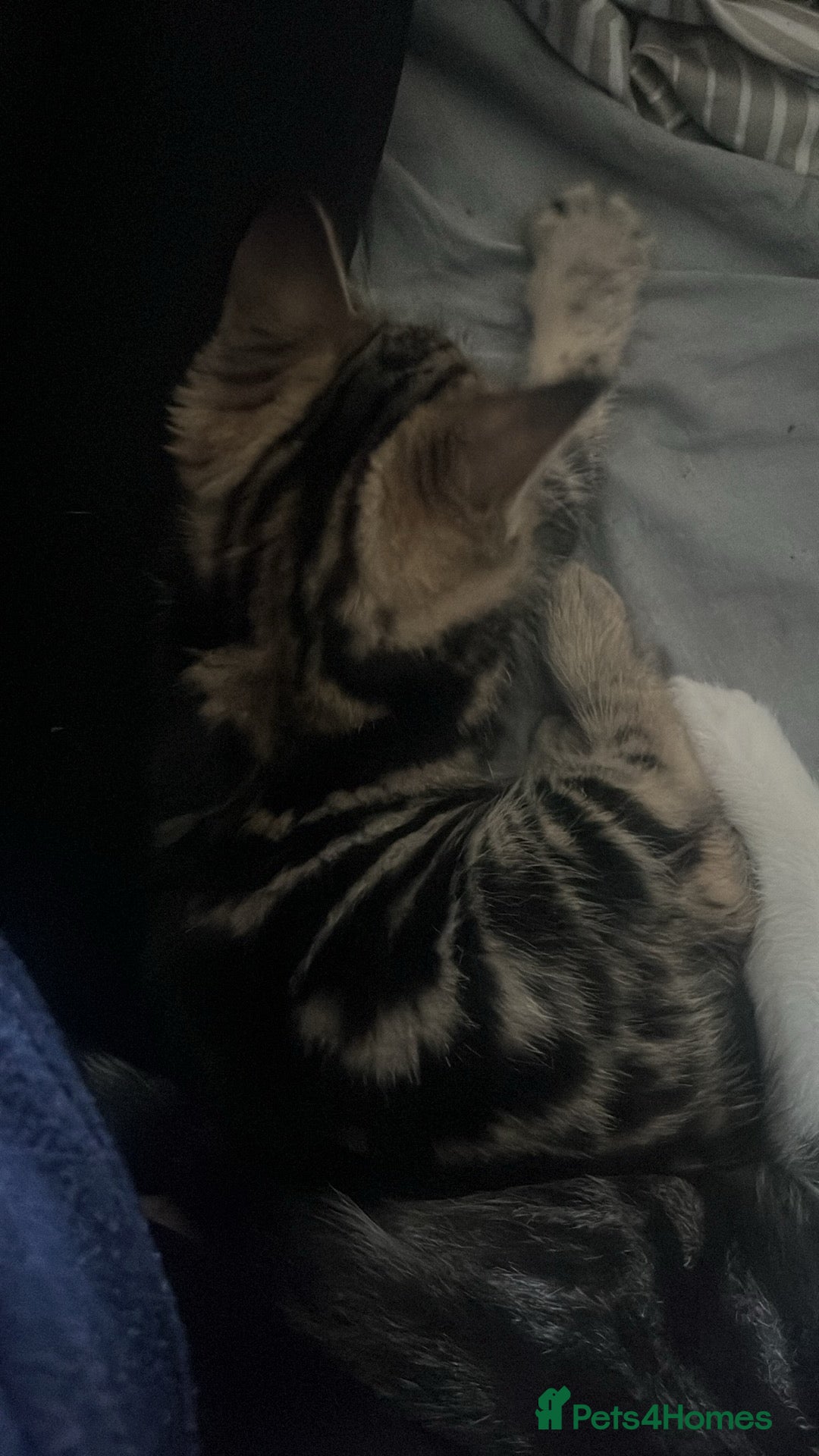 Mixed Breed cats for sale: 🐾 2 Handsome 10 week old Male Kitten  - Advert 11