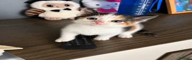 Calico girl 1