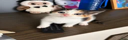 Mixed Breed cats for sale: Cute Kittens for sale - Advert 9