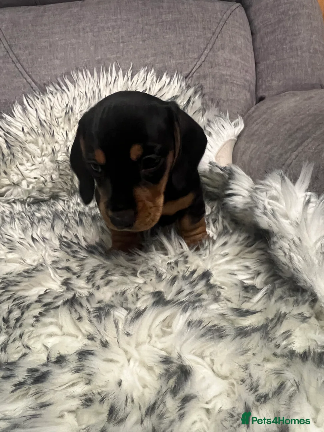 Dachshund dogs for sale: Adorable Dachshund puppies 4 boys 2 girls - Advert 23