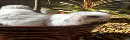 Mini Lop rabbits for sale: Stunning pure breed Mini Lops - Advert 5