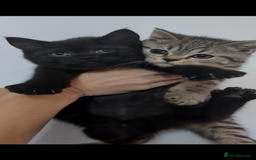 British Shorthair cats for sale: Ready now!! British shorthair kittens  - Image 7