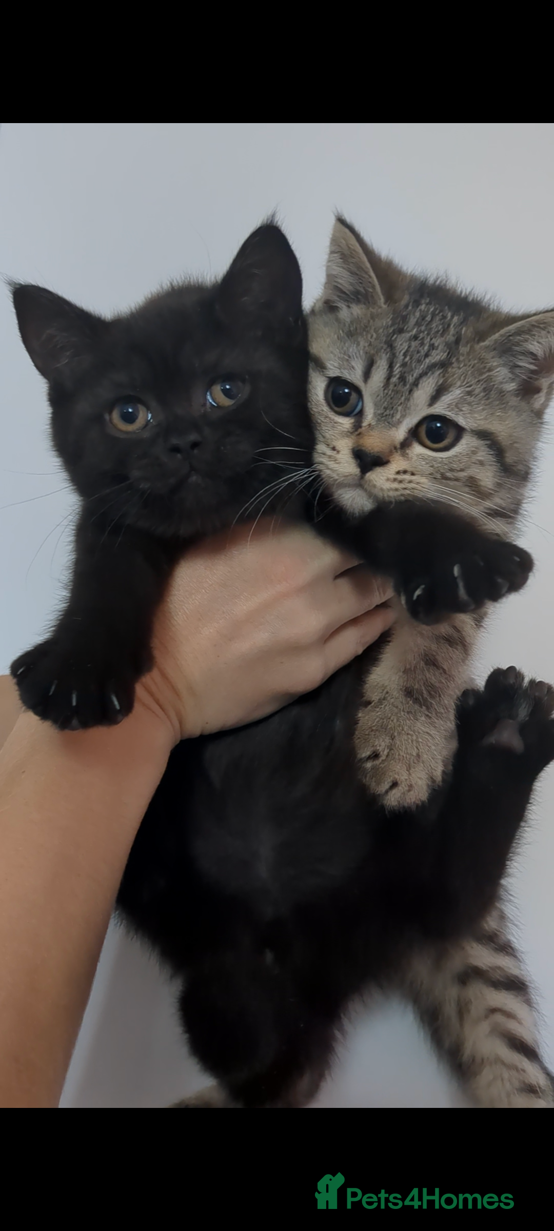 British Shorthair cats for sale: Ready now!! British shorthair kittens  - Image 7
