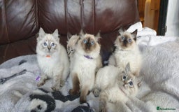 Ragdoll cats for sale: Beautiful GCCF Registered Ragdoll Kittens. - Image 3