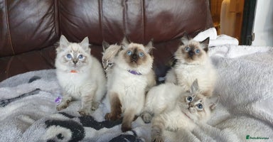 Ragdoll cats - Advert 16