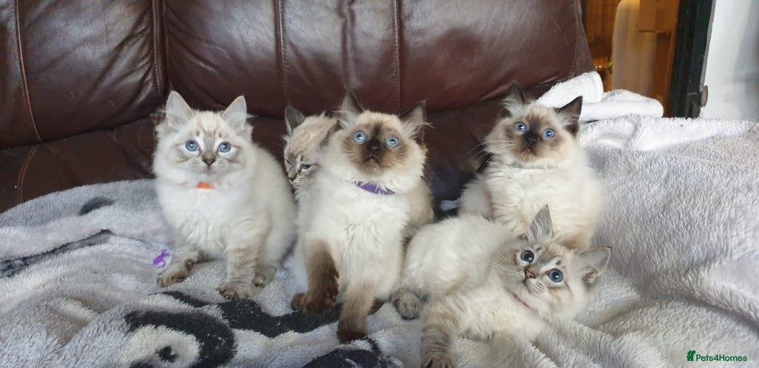 Ragdoll cats for sale: Beautiful GCCF Registered Ragdoll Kittens. - Image 3