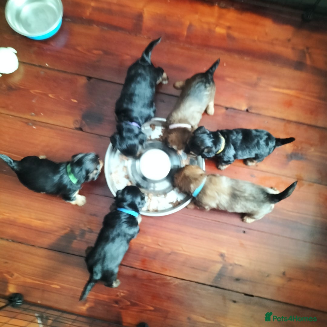Yorkshire Terrier dogs for sale: Yorkshire terrier pups for sale - Image 2